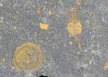 Edrioasteroid (Spinadiscus) & Carpoid (Dendrocystites) Fossils #28051-1